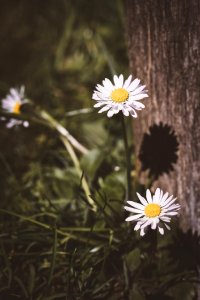 Daisies