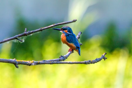 Kingfisher Bird On Branch photo