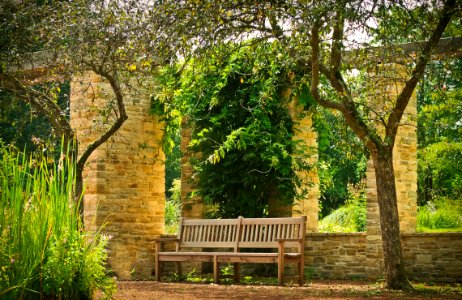 Bench Between The Two Trees photo