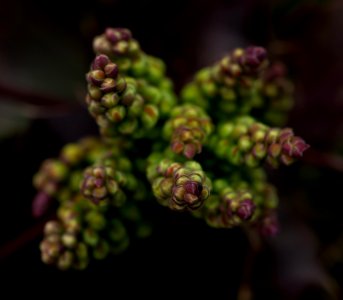 Green And Purple Flower Close Up Photo photo