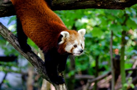 Red Panda photo