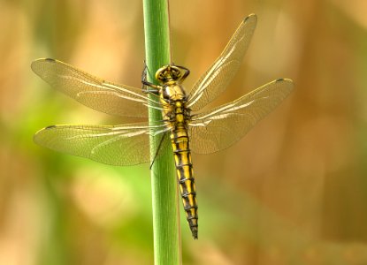 Yellow And Black Dragonfly On Green Stem During Daytime photo