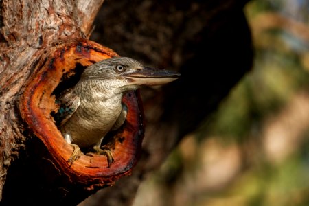 Kookaburra