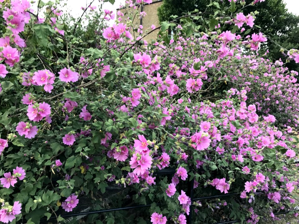 Plant Flower Flowering Plant Rose Family
