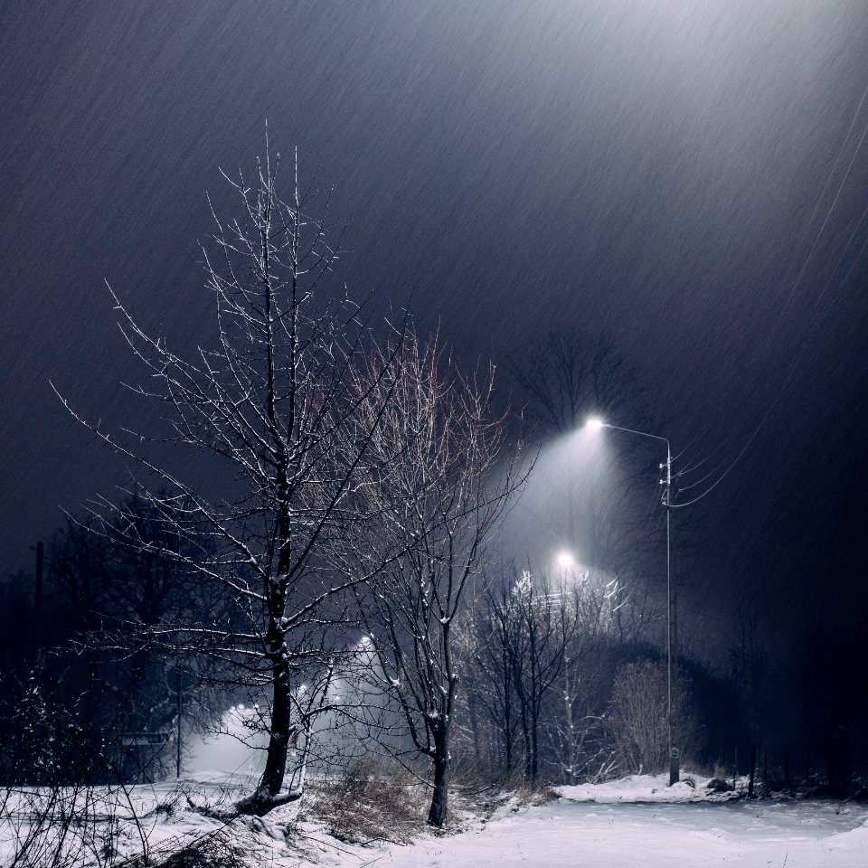 Lampposts By Trees