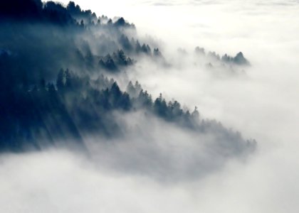 Mountain With Green Leaved Trees Surrounded By Fog During Daytime photo