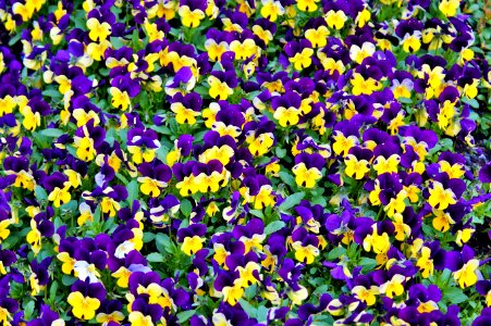 Colorful Pansies photo