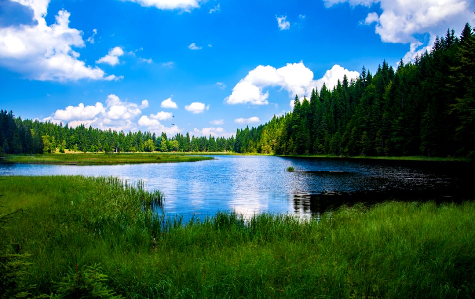 Scenic View Of Lake In Forest