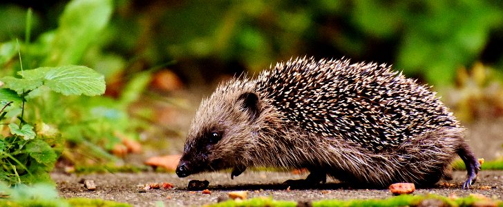 Hedgehog In Wild photo