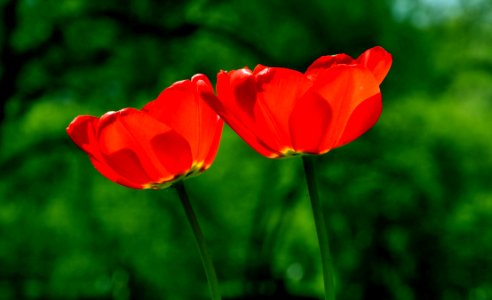 Red Tulips photo