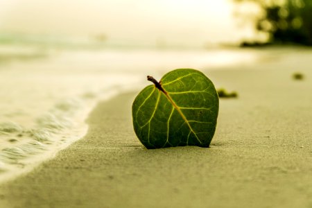 Green Ovate Leaf On Sand Near Shore