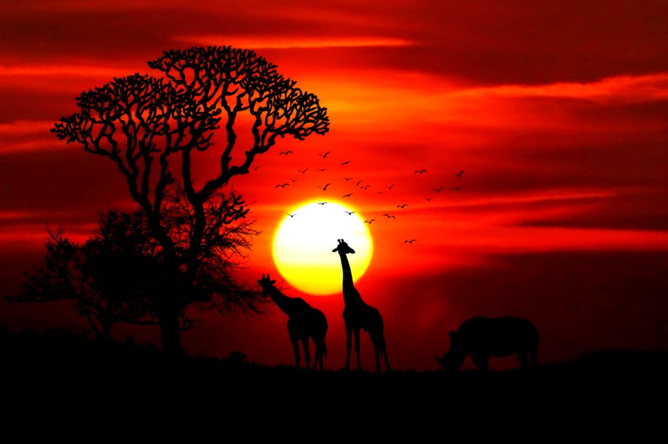 Sunset In African Safari Park