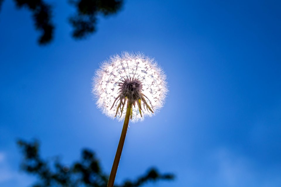 Dandelion Against The Blue Sky