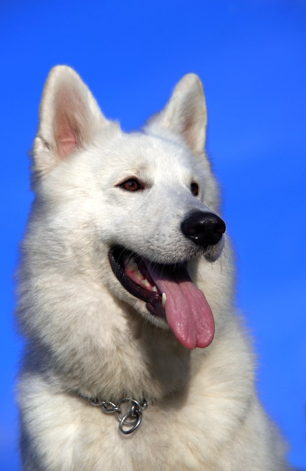 White Long Coat Medium Dog photo