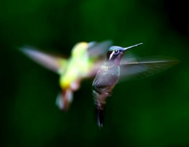 Hummingbird In Flight