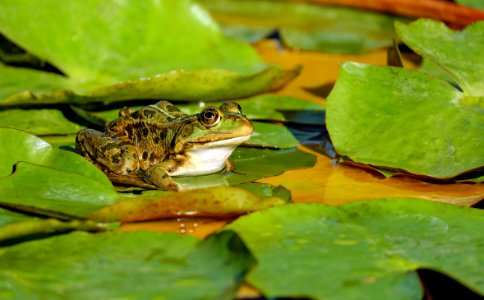 Frog On Lily Pads photo
