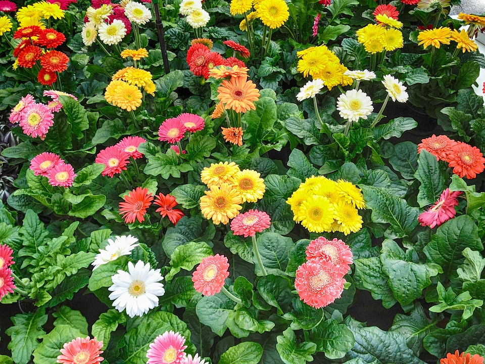 Nature outside summer