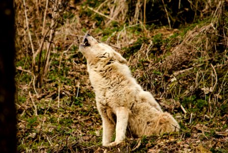 Wolf Howling In The Forest