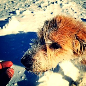 Portrait Of Dog In Snow