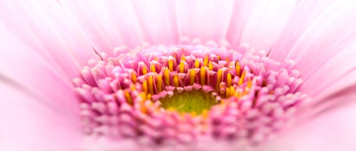 Close Up Of Pink Bloom photo