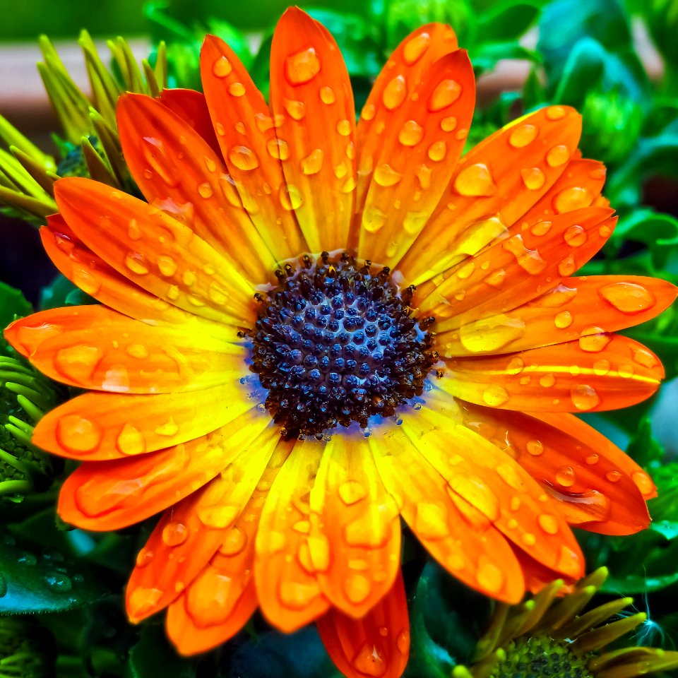 Dew Drops On Orange Flower