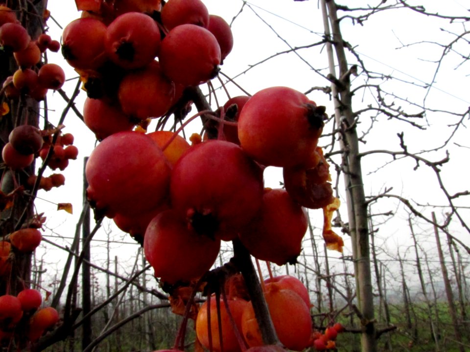 Food Plant Sky Nature
