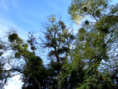 Sky Plant Twig Natural Landscape photo