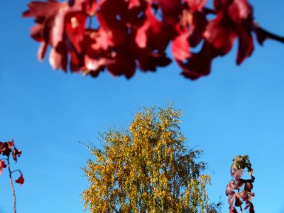 Sky Azure Branch Plant
