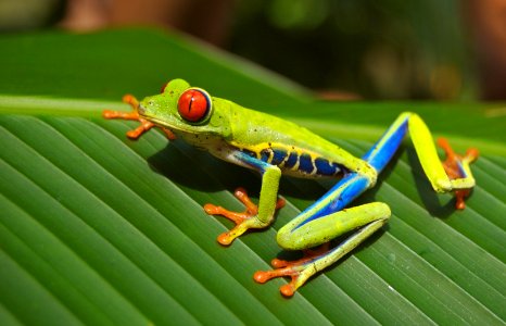 Green Blue Yellow And Orange Frog On Green Leaf photo