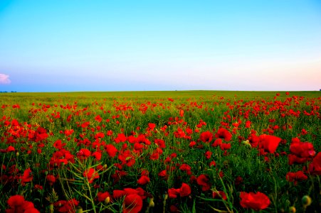 Poppy Field