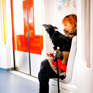 A Dog In The Metro photo