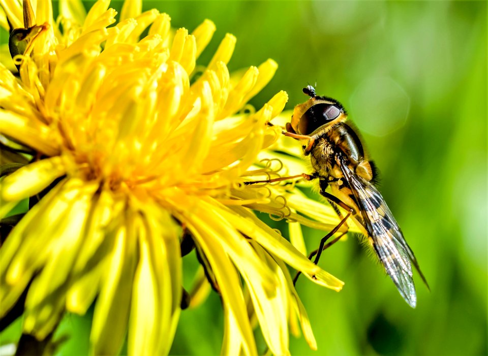 Hoverfly On Dandelion