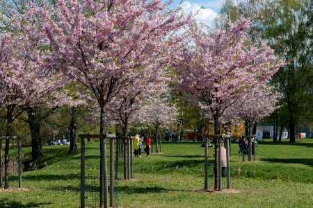 Cherry Blossom