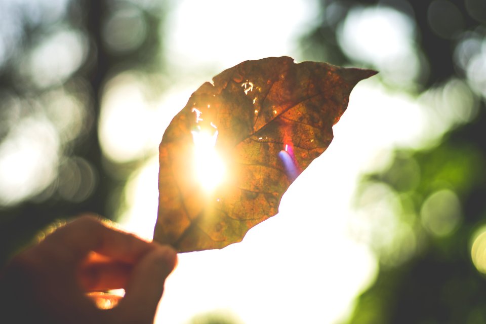Brown Leaf