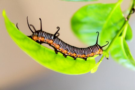 Caterpillar On Leaf