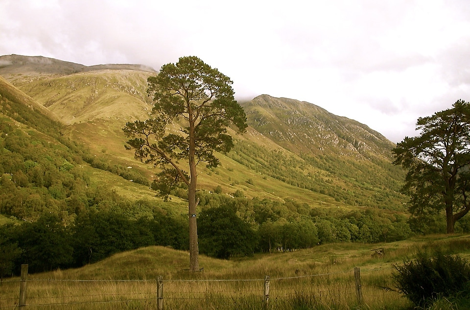Tree mountains landscape