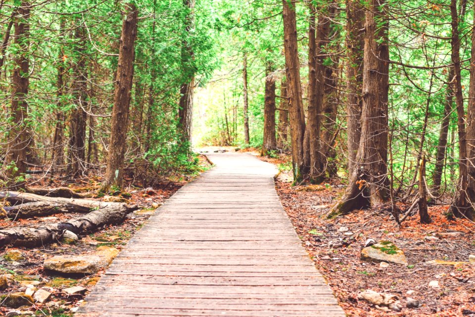Wooden Walkway Through Forest