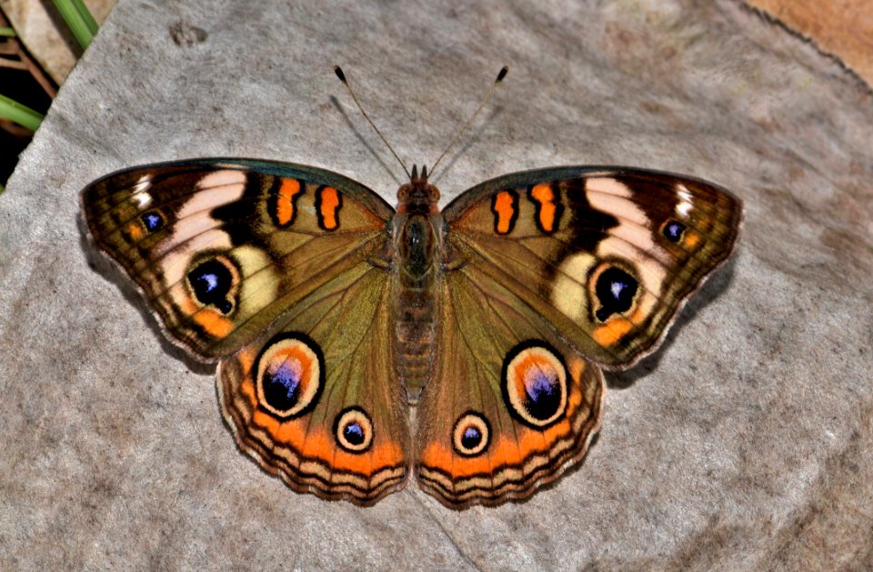 Brown White And Black Butterfly