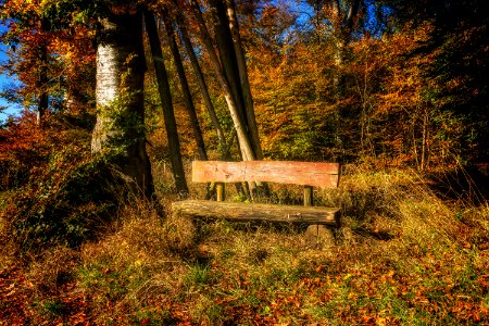 Bench In The Woods