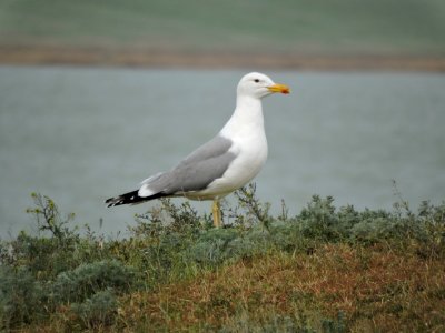 Bird Plant Lari Beak