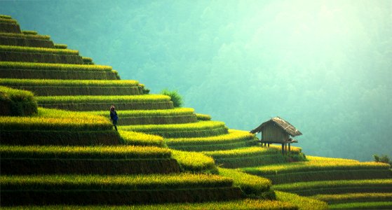Rice Terraces China