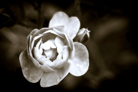 White Blossom photo