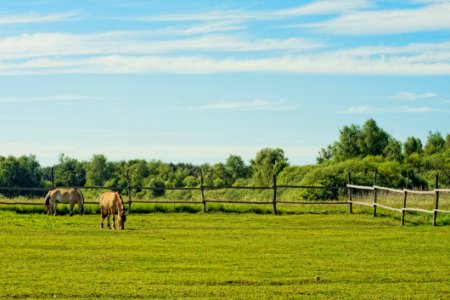 Horses On Field