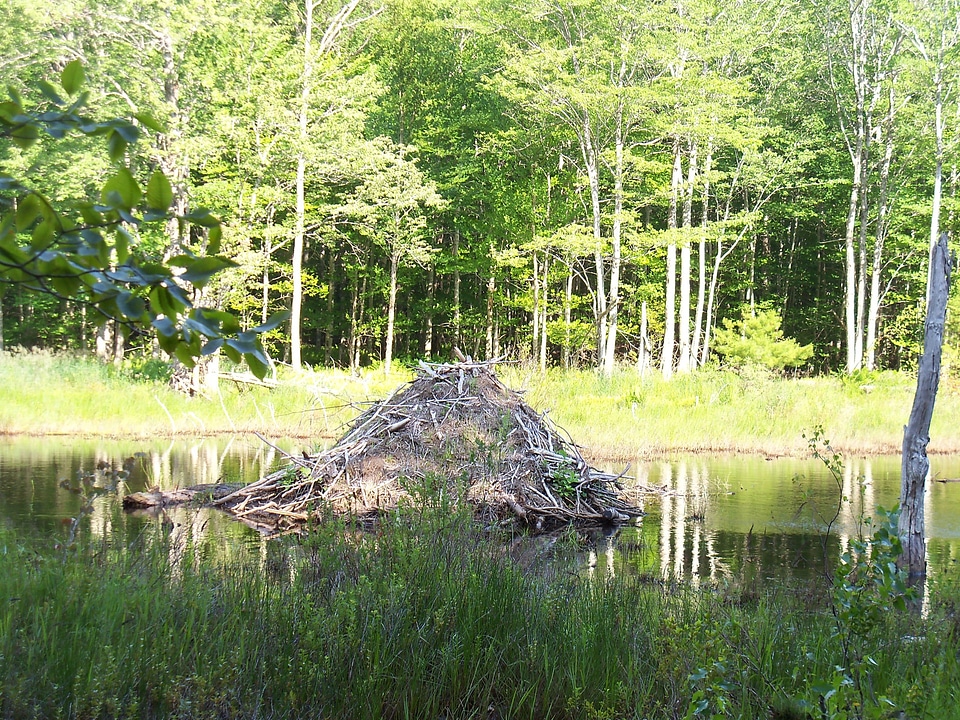 Beaver home hut pond