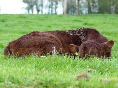 Brown Cow Lying On Green Grass photo