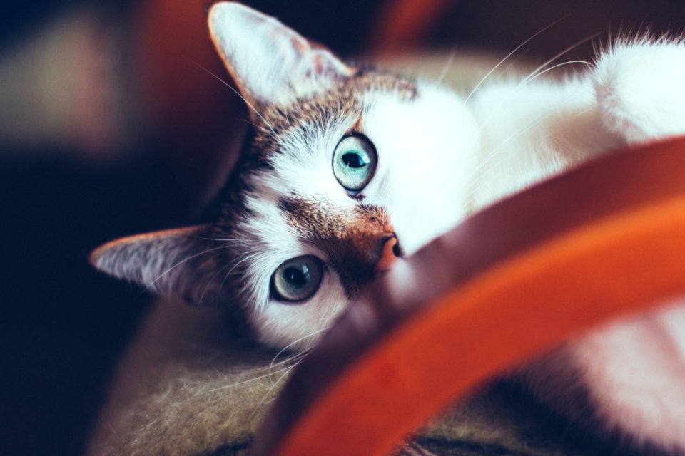 Blue Eyed Cat Lying On Chair