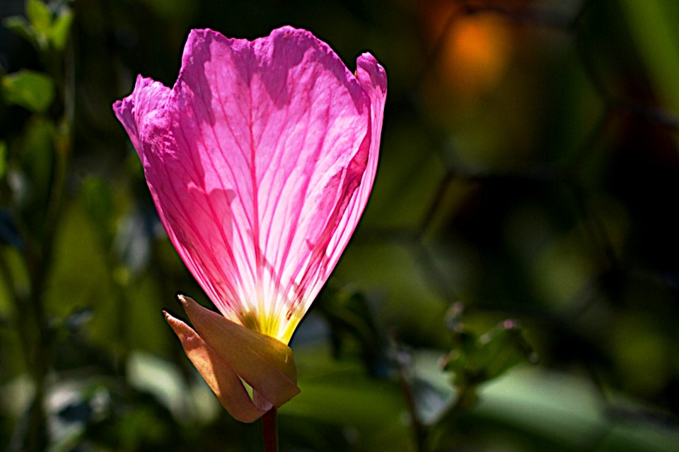 Cheers For The Mexican Primrose