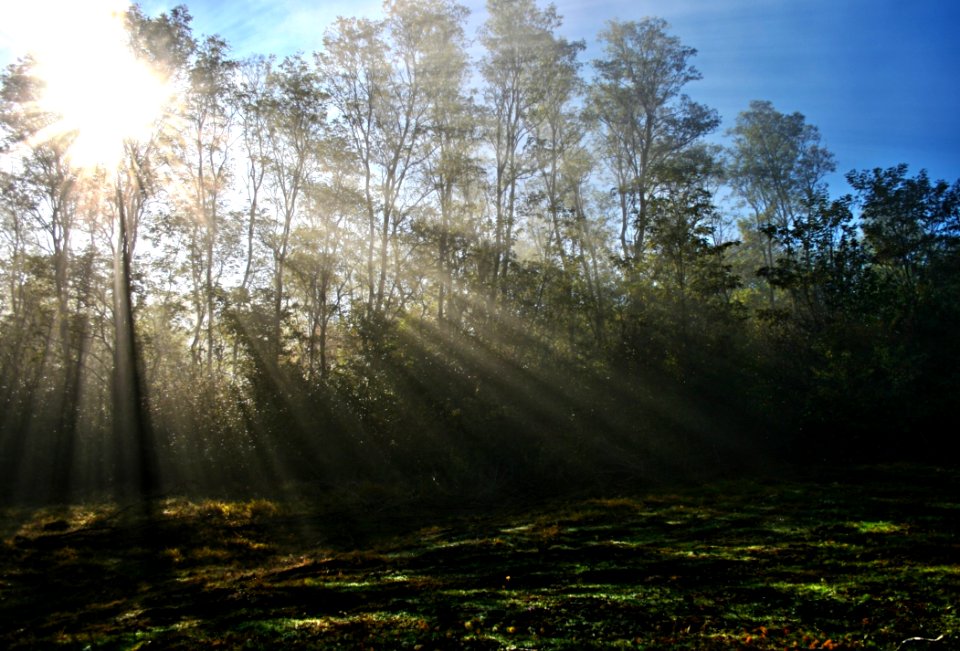 Sunlight Piercing Through Green Tall Trees During Daytime photo