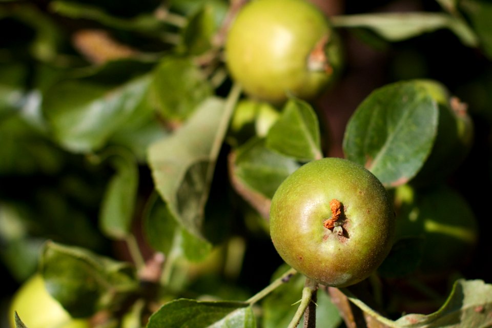 Apple Season Is Coming