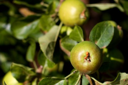 Apple Season Is Coming